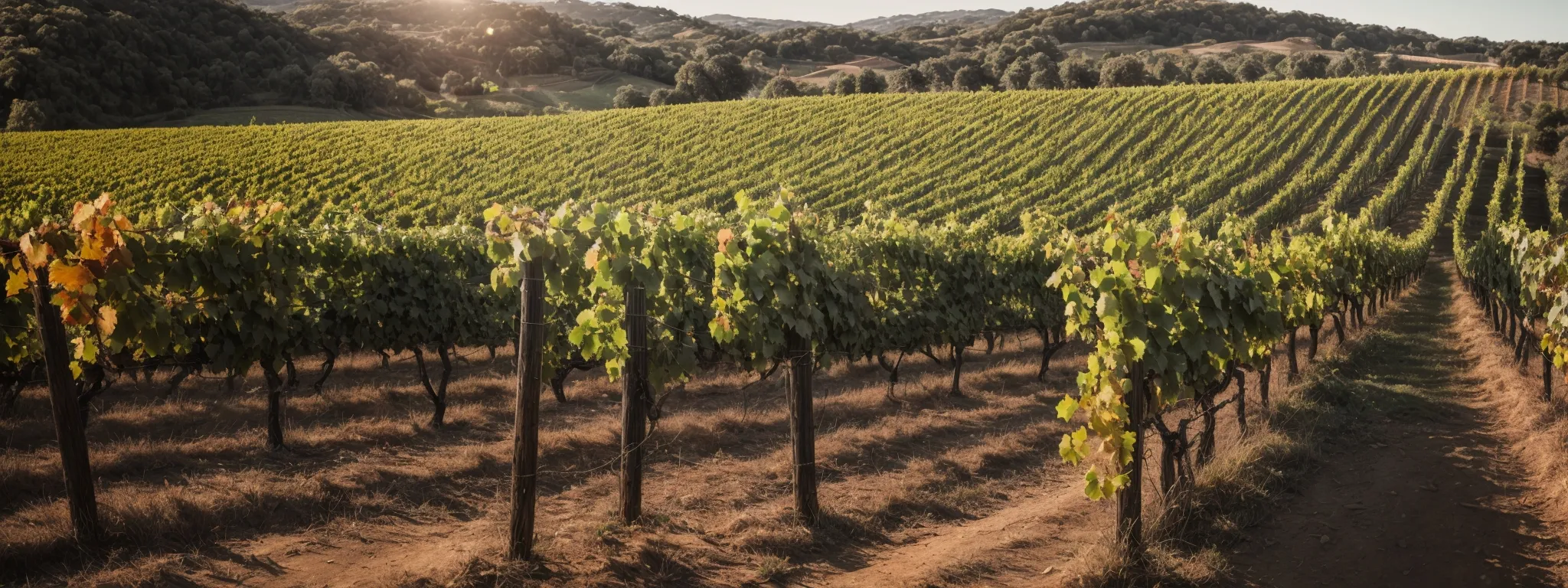 a rustic vineyard panorama with rows of grapevines under a clear sky, evoking a sense of local charm.